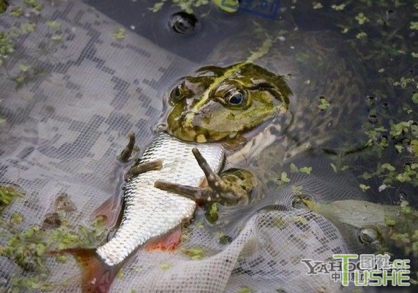 罕见实拍：青蛙吞吃活鱼