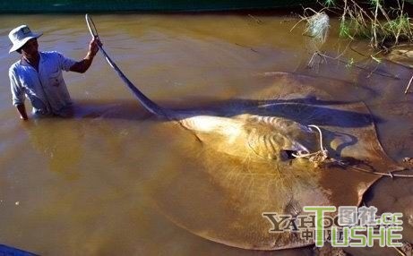盘点湄公河里吓人的巨型鱼类