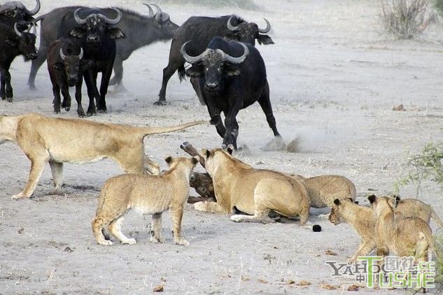 野牛为保护小牛大战狮群